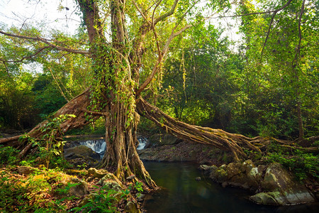 热带雨林的大树根和瀑布结石溪流湿的图片