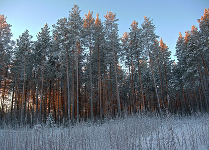 冷冻白色的木头冬景图片