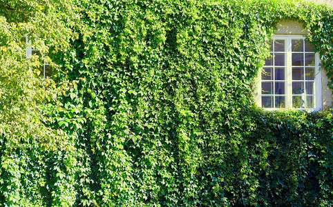 植物覆盖墙上有绿色小叶和关闭的白色窗口背景面墙上盖有绿色小叶和关闭的白色窗口背景hd目的图片