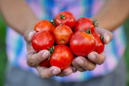 自然种植农民手中的收获番茄作物妇女农民伸展收获的西红柿和财富概念收获的西红柿作物由农民掌握花园图片
