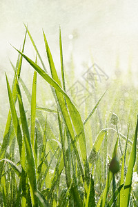 雨水或喷洒滴下的绿花草阳光自然枯燥的本底斯克莱兹涅夫绿色环境背景图片