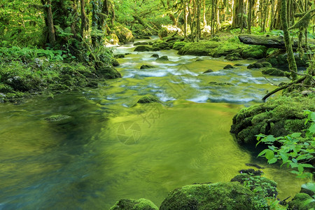 夏天山河通过阿布哈萨克森林的箱木流经草动图片