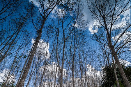 明亮的花园宁静翻越橡胶树的景象落叶时间蓝色天空和云彩泰国图片