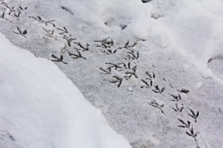 雪中脚印图片