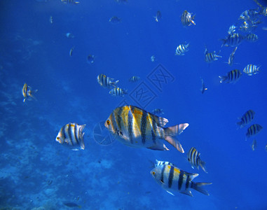 沙姆条纹水色红海下热带异国鱼类图片