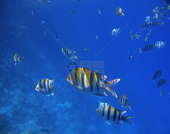 沙姆条纹水色红海下热带异国鱼类图片