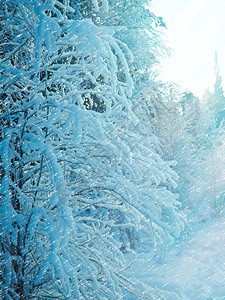 白雪皑旅行冬季风雪覆盖的树枝和灌木丛景观图片