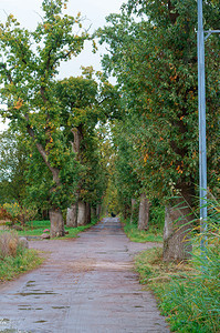 森林小路橡树巷在绿沿线的强烈橡树上远足图片