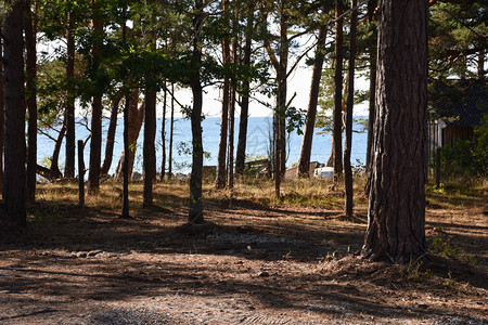 环境风景优美波罗的海瑞典群岛奥兰德美丽的松树林位于波罗的海瑞典群岛旅行图片