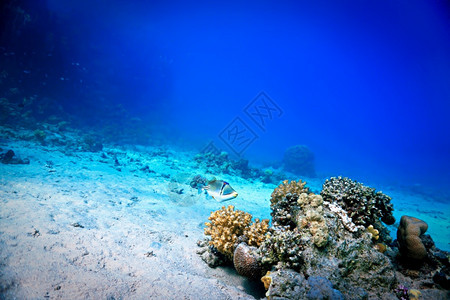 珊瑚礁的热带鱼类黑暗水下肺图片