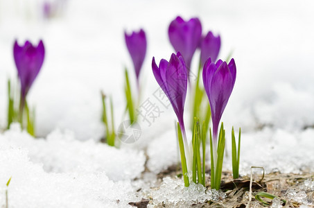 雪地上的紫罗兰色春番红花冬天季节品图片