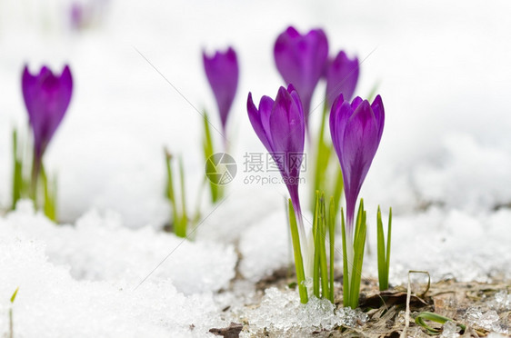 雪地上的紫罗兰色春番红花冬天季节品图片