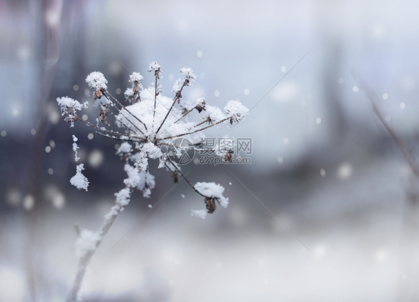 季节冻结植物在美丽的冬季雪崩背景下冰冻的花朵树枝在冬天雪瀑布上图片