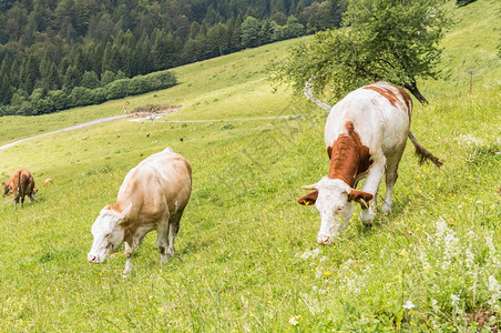 牛群在山里的草地上放牧吃牛奶场图片