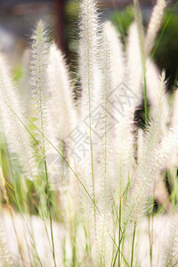 纤细的自然明亮草花朵铁路细苗草和鲜花可以吹在风中图片