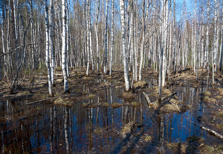 初春的俄罗斯森林浅地深处水湖美丽的图片