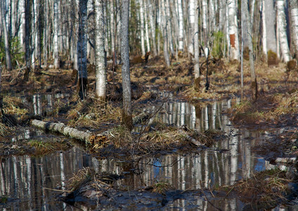 初春的俄罗斯森林浅地深处户外的冰图片