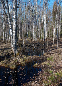 天空春初的俄罗斯森林浅地深处溪流图片