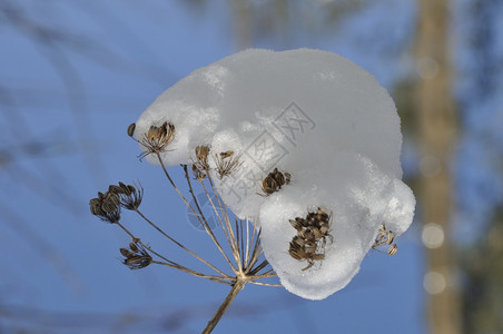 天空被雪覆盖的胡毛树枝磨砂冬天图片