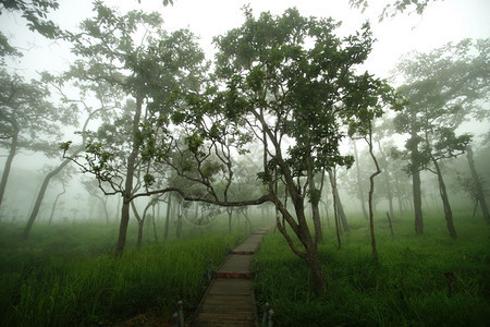 树松木桥通向林中雾弥漫景观图片