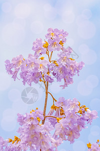 环境绽放毛茸宝拉诺妮亚富图尼的花朵在春天宝拉诺妮娅富图尼花朵中图片