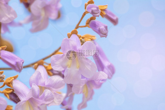 繁荣环境的开花宝拉诺妮亚富图尼的花朵在春天宝拉诺妮娅富图尼花朵中图片