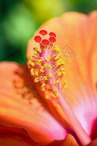黄色和红花粉的大型照片橙色木脊花美丽的热带植物橙色树皮花的宏观相片夏天黄色的明亮图片