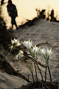 沙滩上的大白花图片