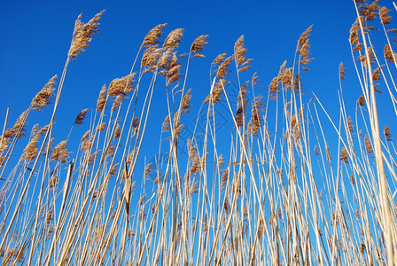 明亮的植物在瑞典群岛奥兰无云的蓝天空中植物群图片