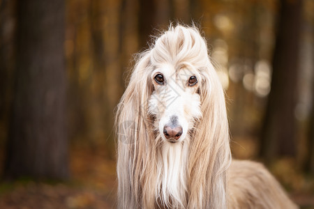 阿富汗猎犬图片