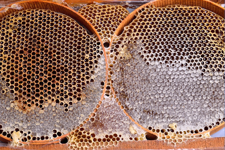 蜂窝细胞自然本底收藏蜂蜡花粉图片