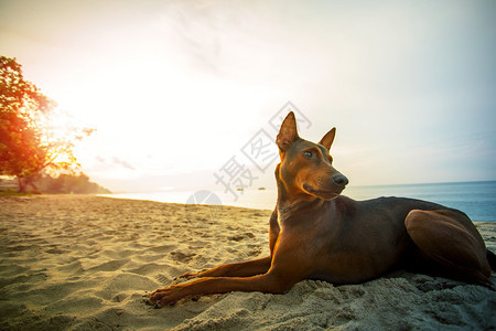 哺乳动物街道流浪狗躺在海边的滩上对抗美丽的太阳升起脸图片