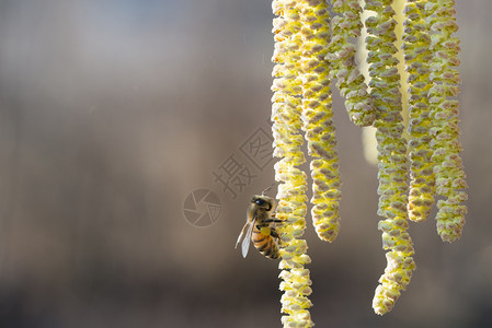 季节花园美丽的蜜蜂收集海泽尔植物的花粉黄蜂收集海泽尔植物的花粉图片