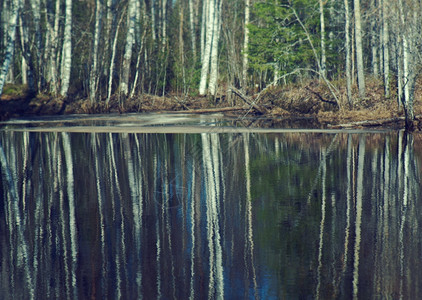 蓝色的北俄罗斯河水泛滥俄罗斯风景肆虐树木倒在水中农村图片