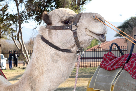紧贴用于节日喜乐的骆驼脸部活动物驯服图片
