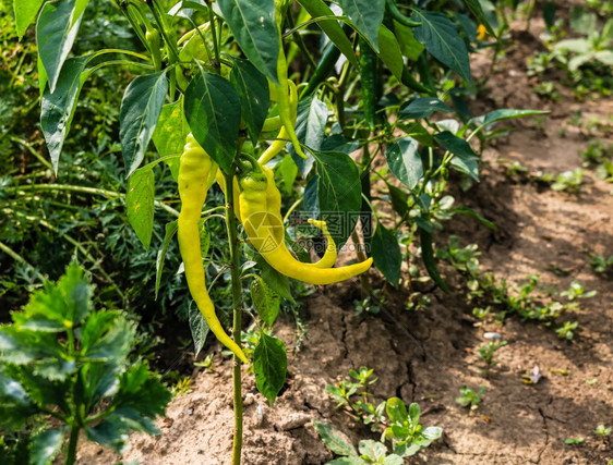 在花园里种植绿胡椒在花园里种植绿胡辣椒园艺夏天收成图片