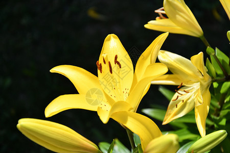 夏日花园里黄色的莉花园植物生长朵背景图片