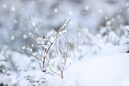 冬天冷若冰霜降雪第一印象美丽的冬季概念下雪第一印象图片