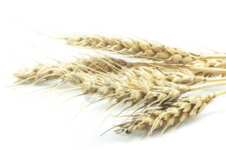 黑麦种子户外白色背景的大麦工厂图片