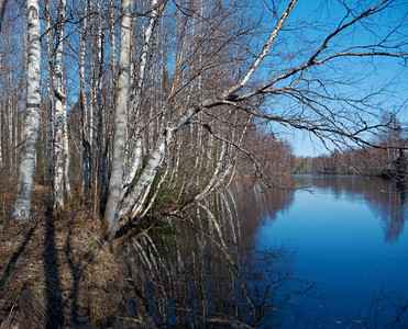 俄罗斯在阿尔汉格克河地区爆发的洪水森林春天蓝色的图片
