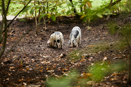 污垢英国有机的牛津桑迪和黑猪在林地的农场中觅食图片