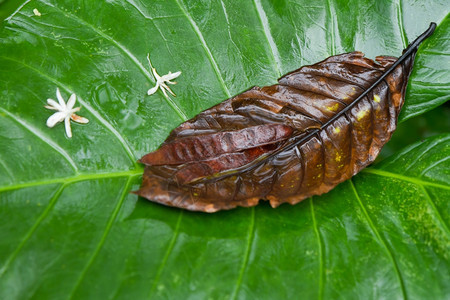 热带雨林中的树脂植物线条健康新鲜的图片