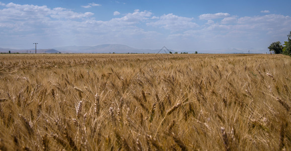 耳朵金的小麦和多云蓝色天空农业图片