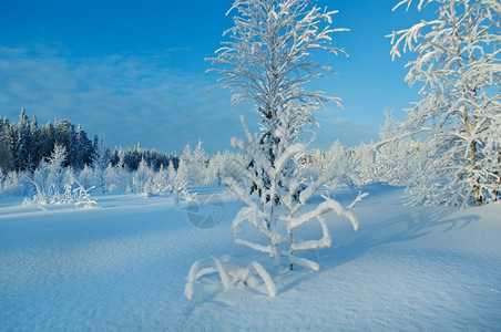 俄罗斯冬季地貌现在覆盖的树木和灌丛枝景观雪覆盖冷冻图片