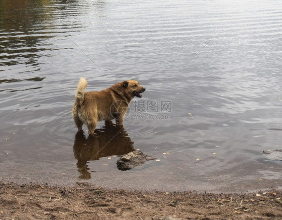 在水中站着狗秋天多云红狗在水中站立冲浪游泳的宠物图片
