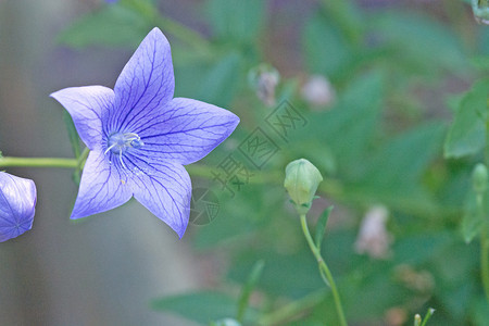 蓝色气球花桔梗宏与散景背在柔和的阳光下蓝色气球花桔梗宏观有机的植物大花图片