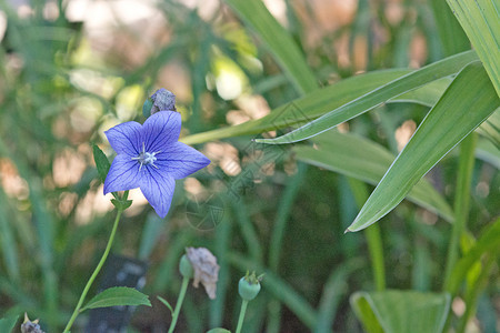 蓝色气球花普拉蒂哥登大佛罗伦萨Platycodongrandiflorus下午桔梗阳光图片