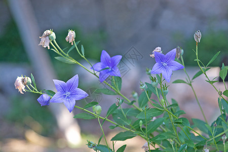 落下蓝色气球花普拉蒂哥登大佛罗伦萨Platycodongrandiflorus下午户外图片