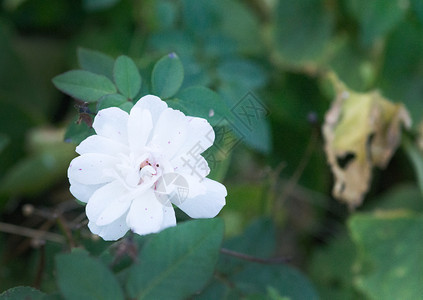 花园罗莎白色玫瑰花的宏在软阳光下布基背景白色玫瑰花的宏布基户外图片