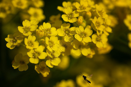 金的花瓣季节GoldentuftalyssumAlyssumsaxatile图片